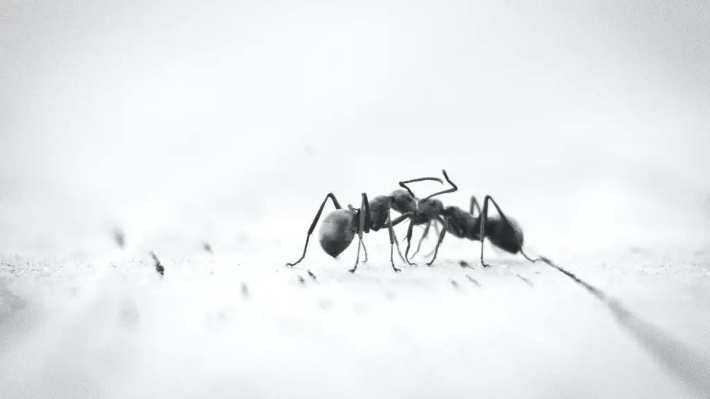 Do Ants Eat Monarch Eggs