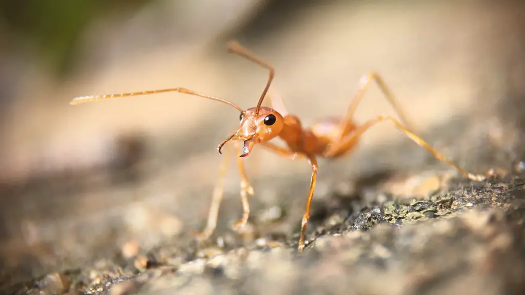 Are Harvester Ants Fire Ants