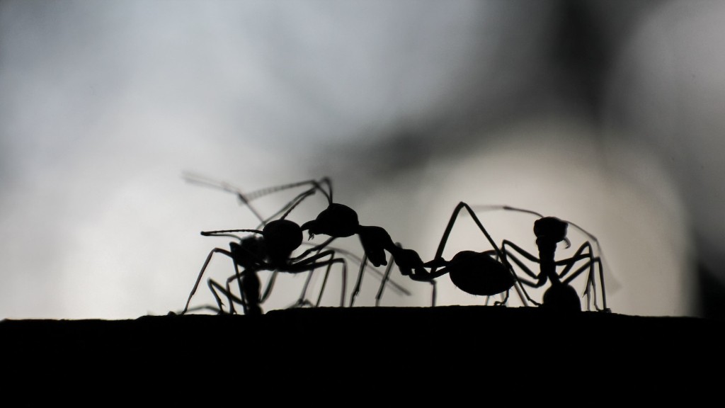 Πώς να απαλλαγείτε από τα ιπτάμενα μυρμήγκια στην πισίνα
