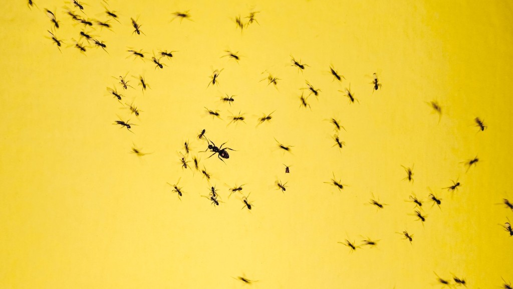 ¿El agua hirviendo mata a las hormigas?