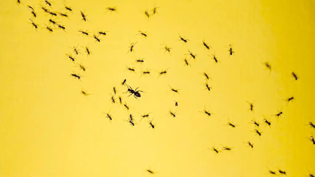 How To Get Rid Of Ants Without Harming Pets