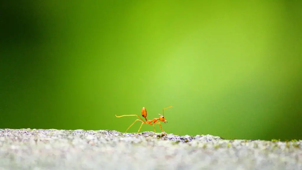 How to get rid of big black ants?
