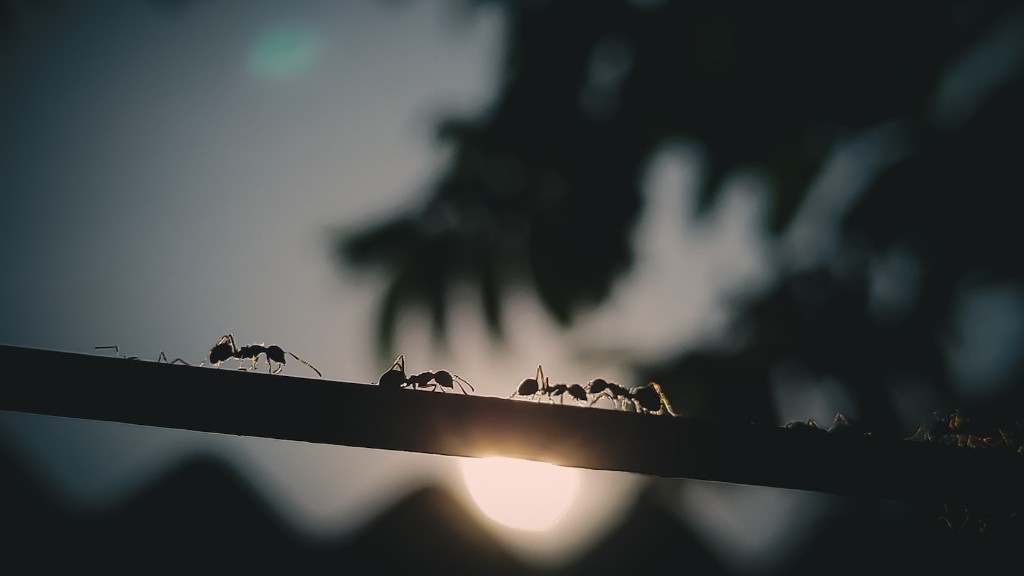 How to keep ants out of dog food?