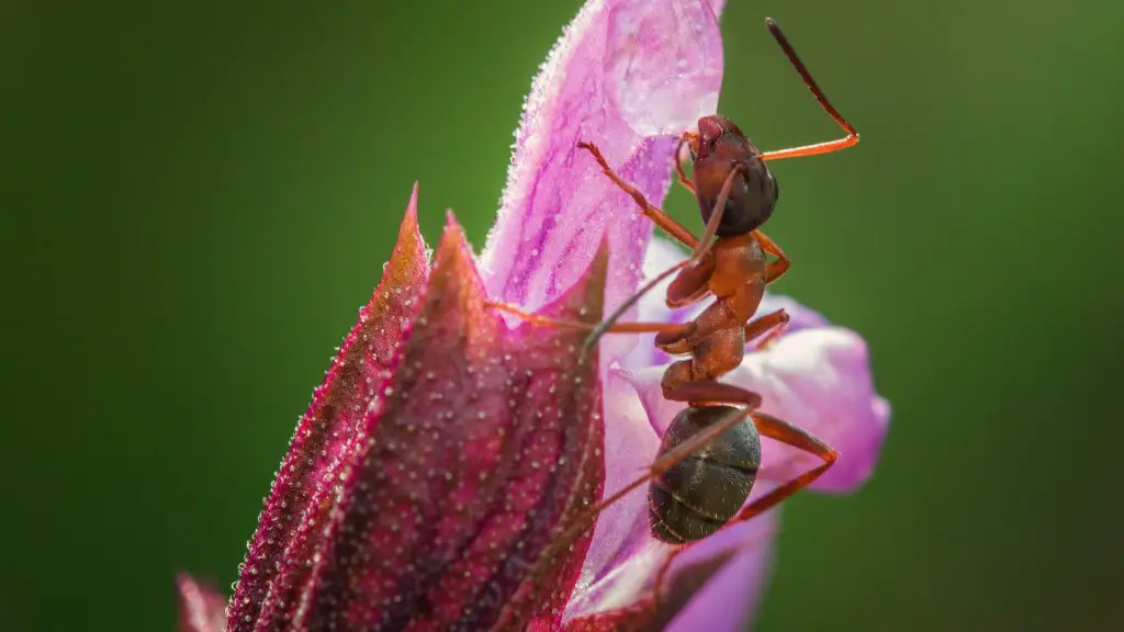 Quand les fourmis sont-elles apparues pour la première fois