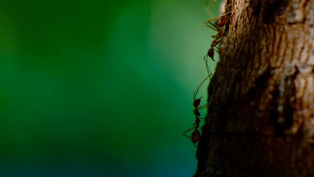 How To Get Rid Of Sugar Ants On Kitchen Counter