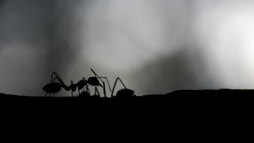 Can Carpenter Ants Kill A Tree