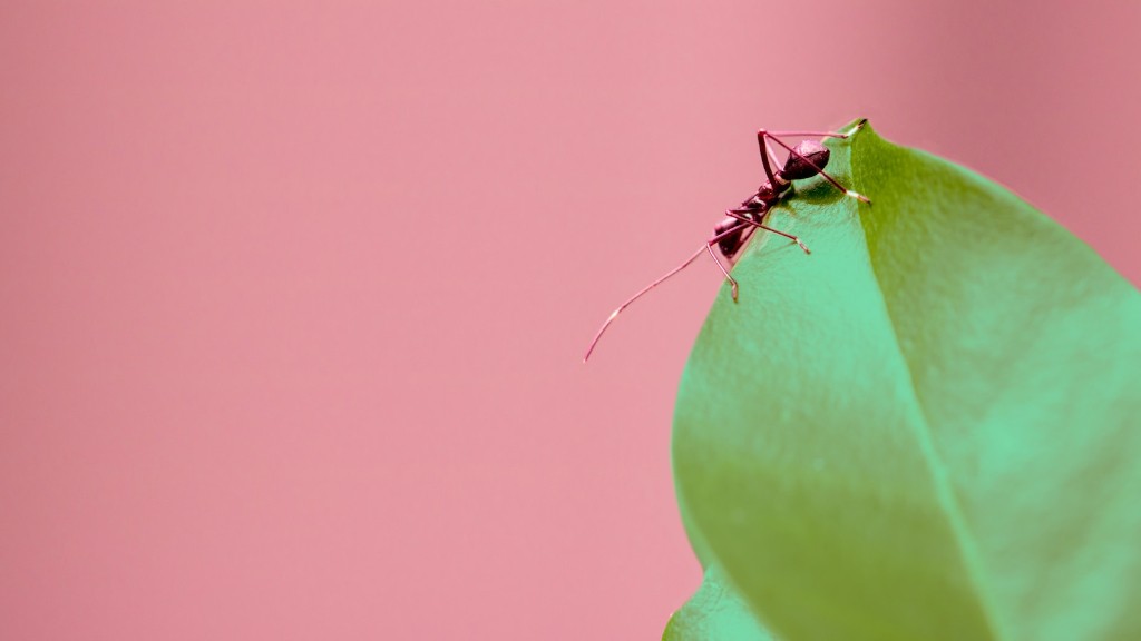 Karıncalar Kaç Yaşındadır?