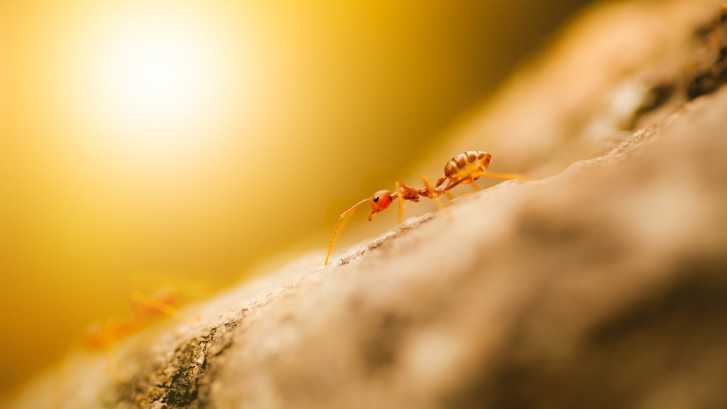 Cómo prevenir las hormigas en el comedero para colibríes