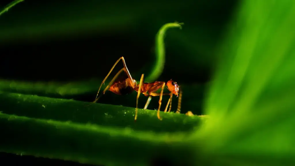 Does Sevin Kill Ants