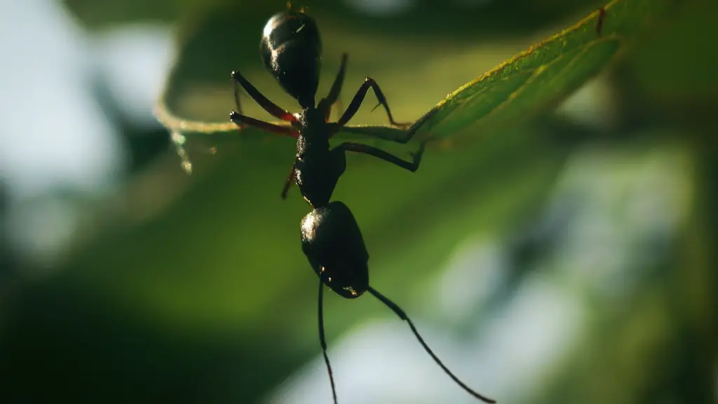 Do Ants Send Out Scouts