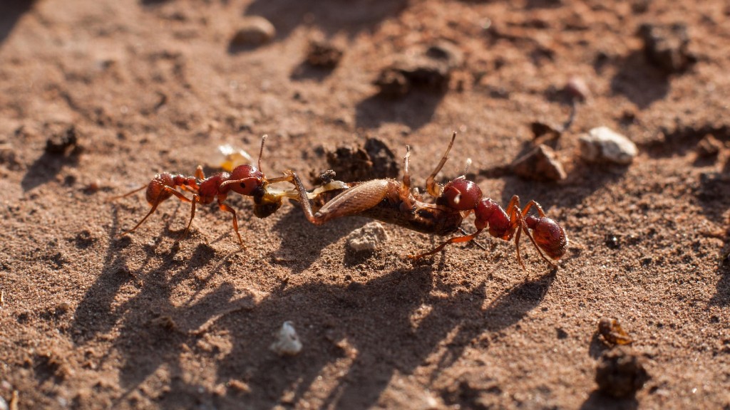 Сколько лет муравьям