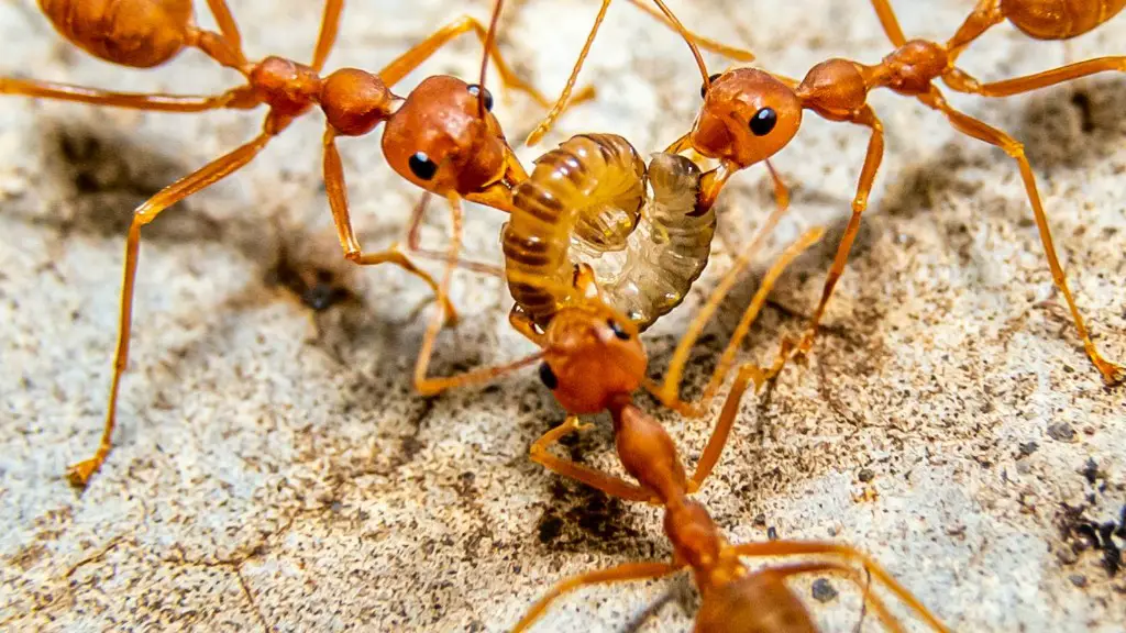 What does ants look like up close?