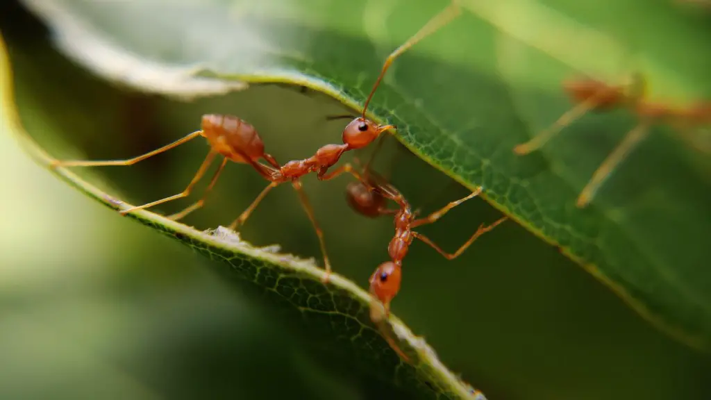 Are Ants In The House Bad