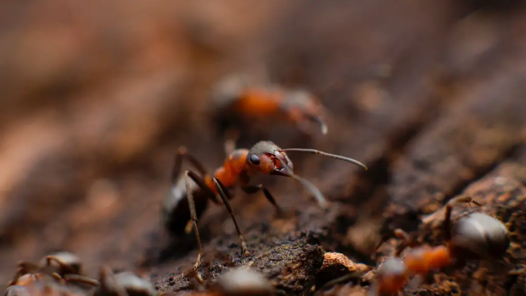 Can ants feel pain?