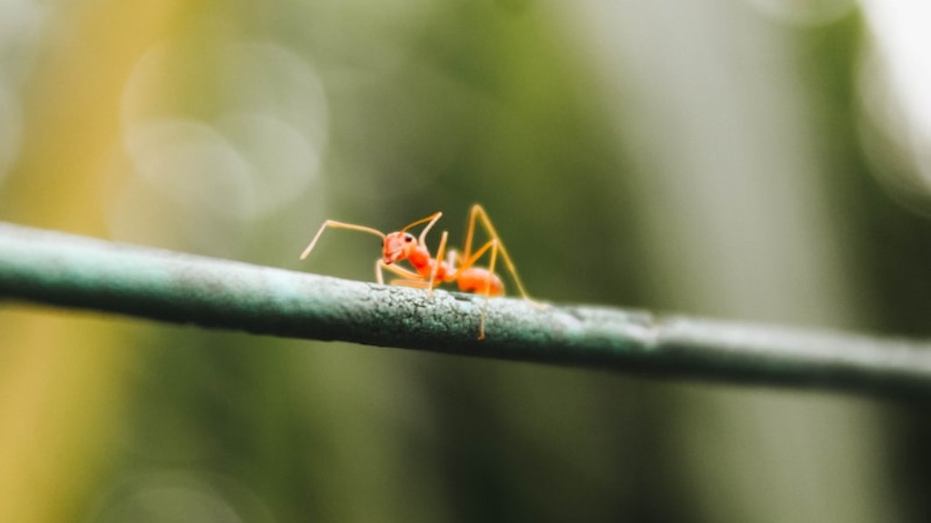 Will borax kill ants?