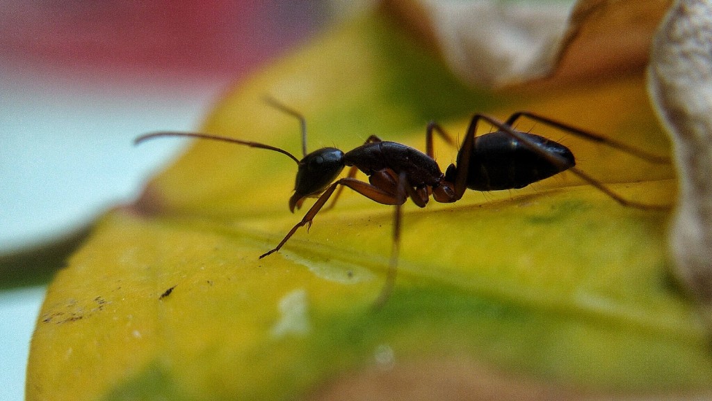 What does ants look like up close?