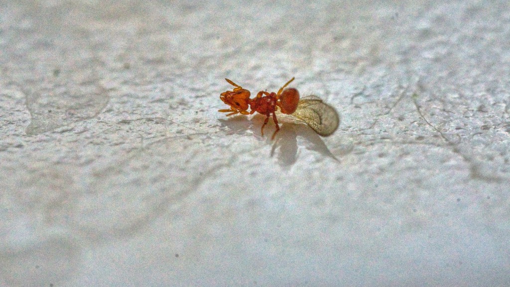 Kan myrer føle smerte?