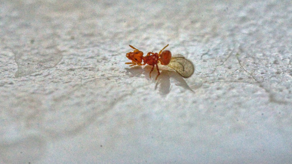 How To Kill Ants Outside Home Remedy