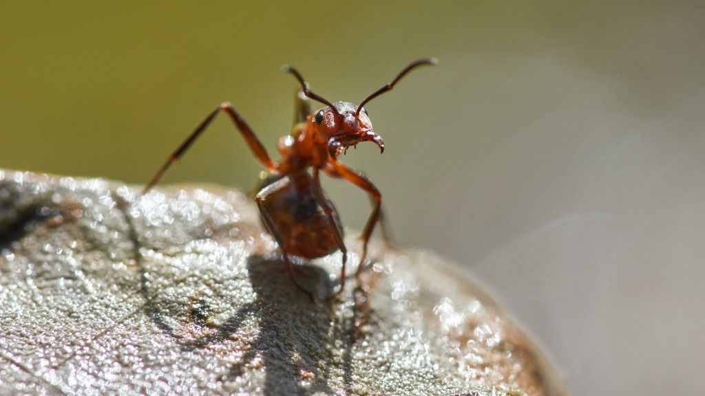 La piretrina uccide le formiche