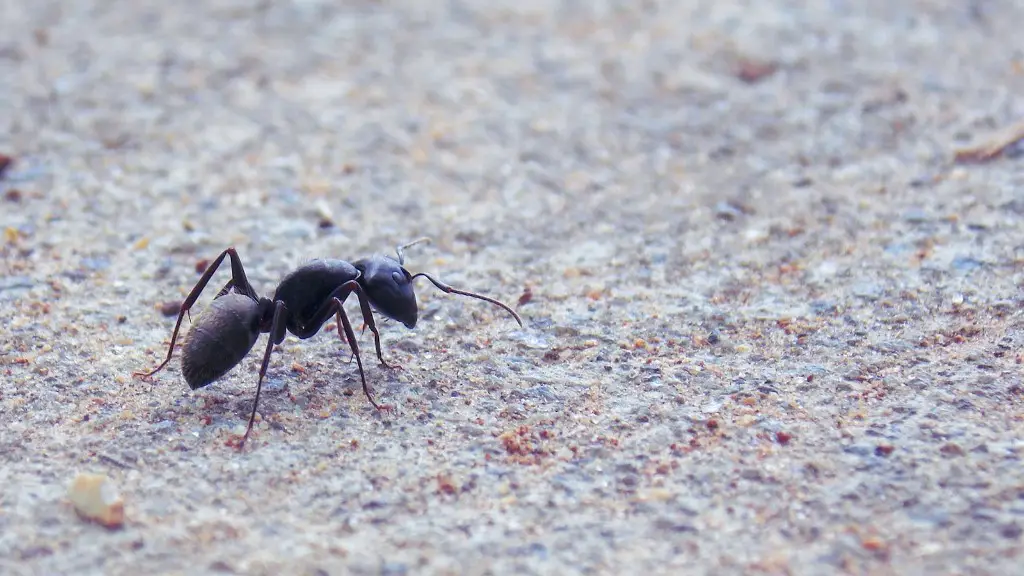 How To Get Rid Of Little Brown Ants