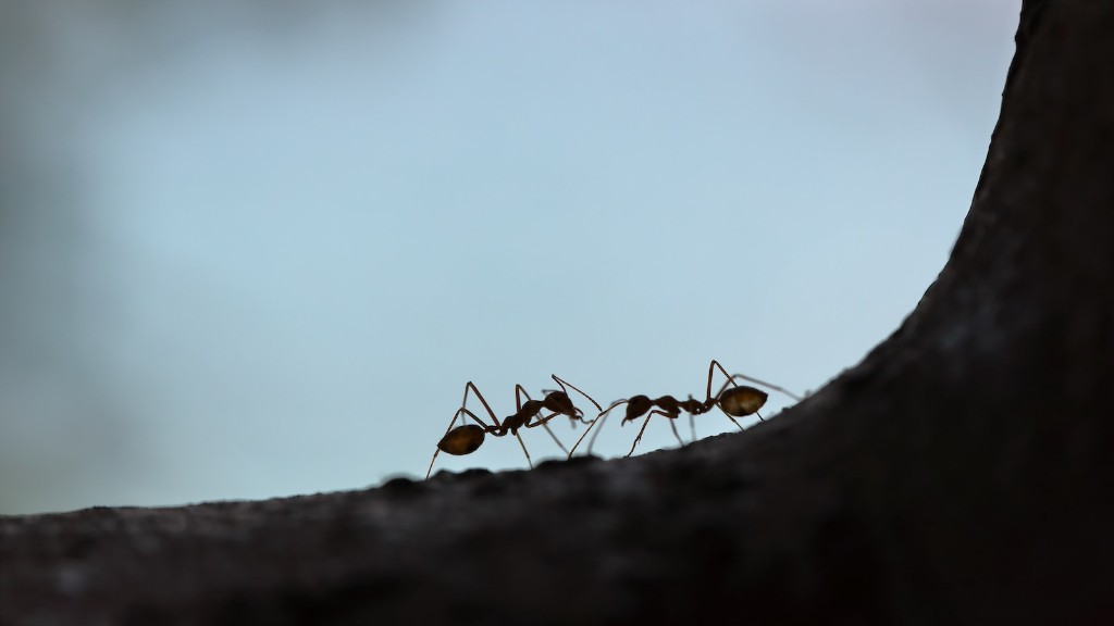 Can ants feel pain?