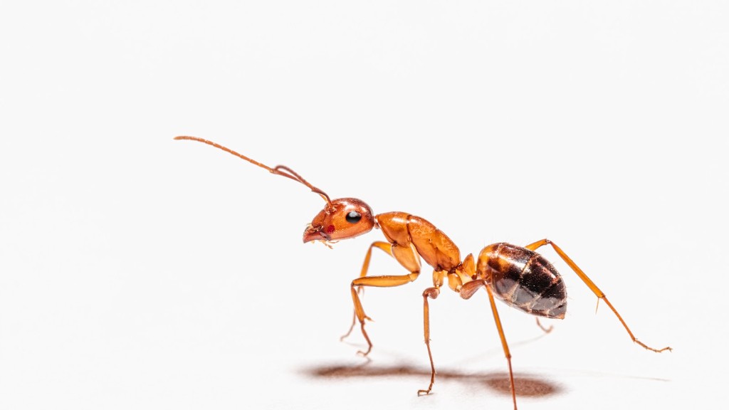 How to kill ants in the house?