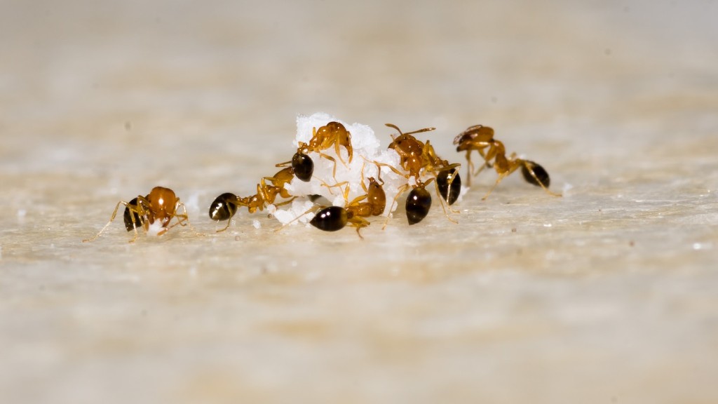 كم عمر النمل