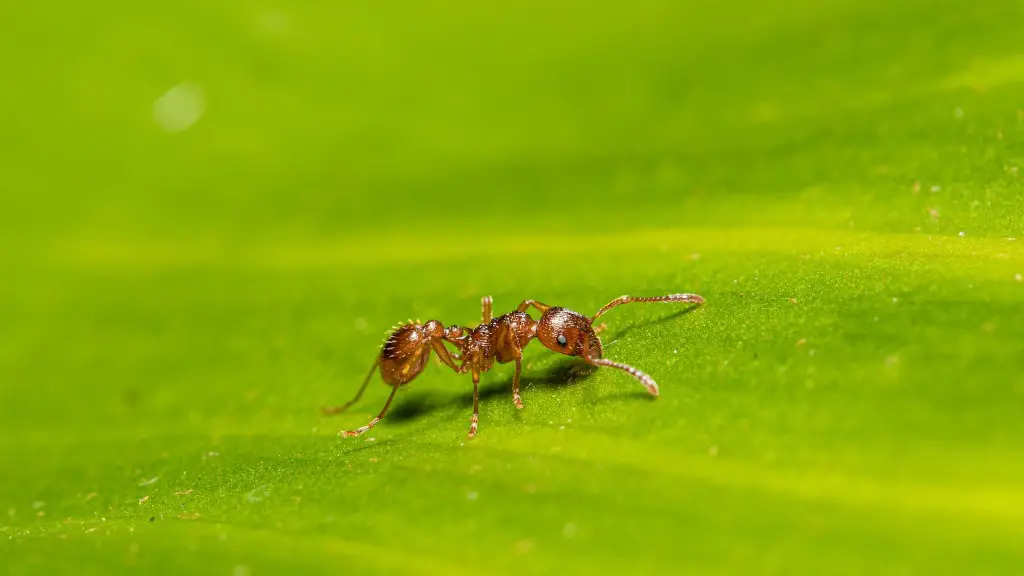 Can Ants Detect Cancer