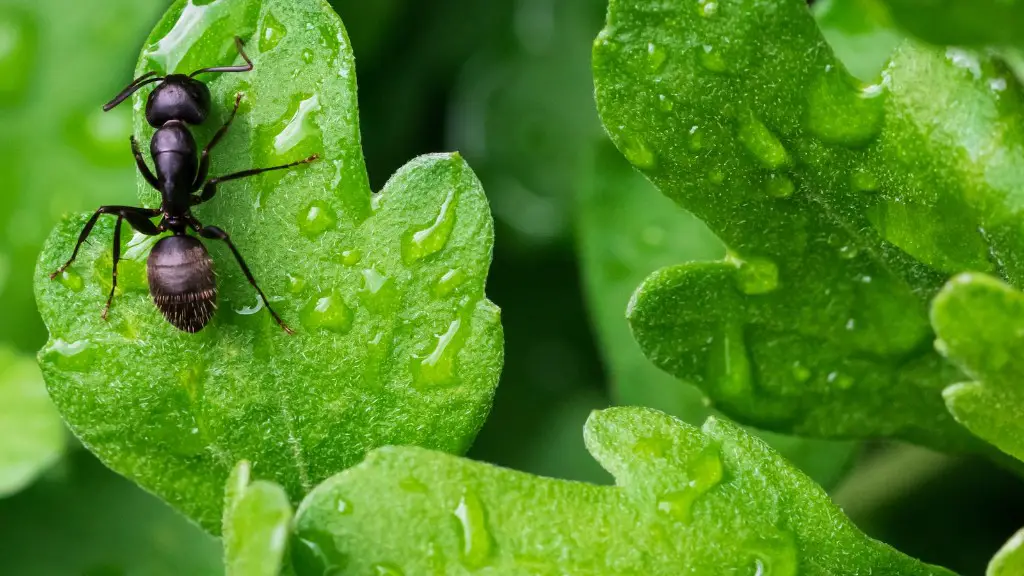 Les fourmis peuvent-elles ressentir de la douleur ?