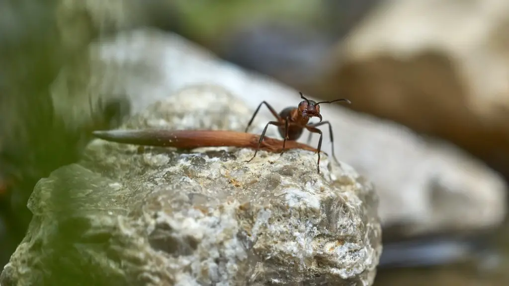 How to get rid of big black ants?
