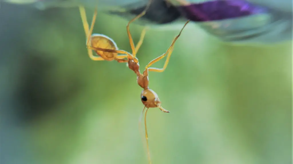 How To Get Rid Of Ants Without Harming Pets