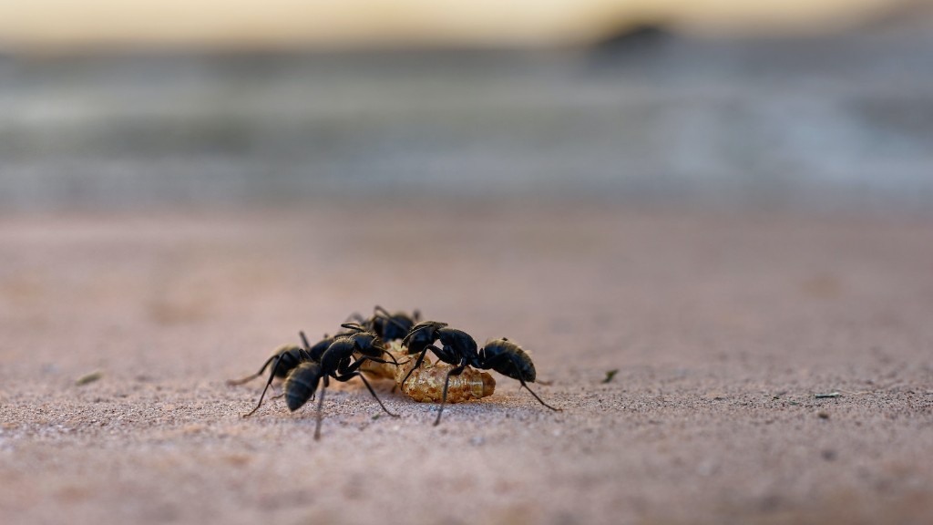 Kuinka paljon proteiinia muurahaisilla on