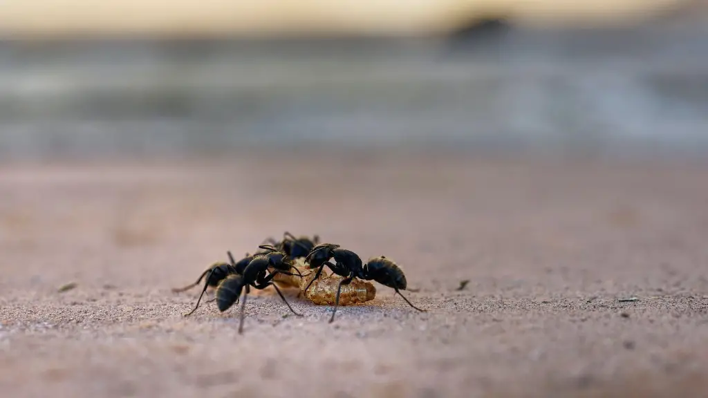 How To Get Rid Of Very Small Ants