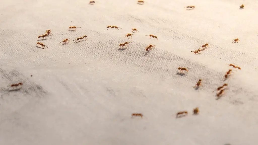 How Do You Get Rid Of Ants In Your Car