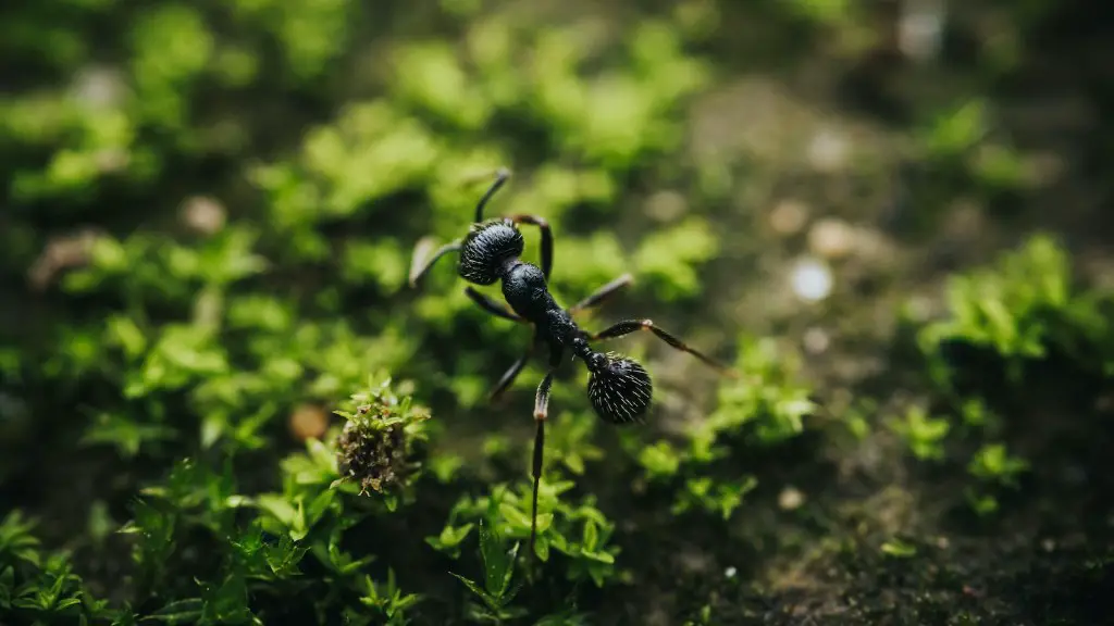 Do Flying Ants Lose Their Wings