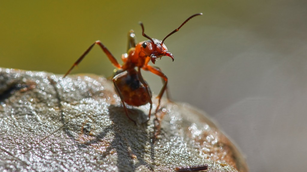 Do Ants Have Mandibles