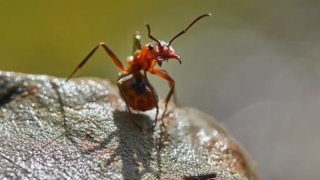 Do Ants Have Mandibles