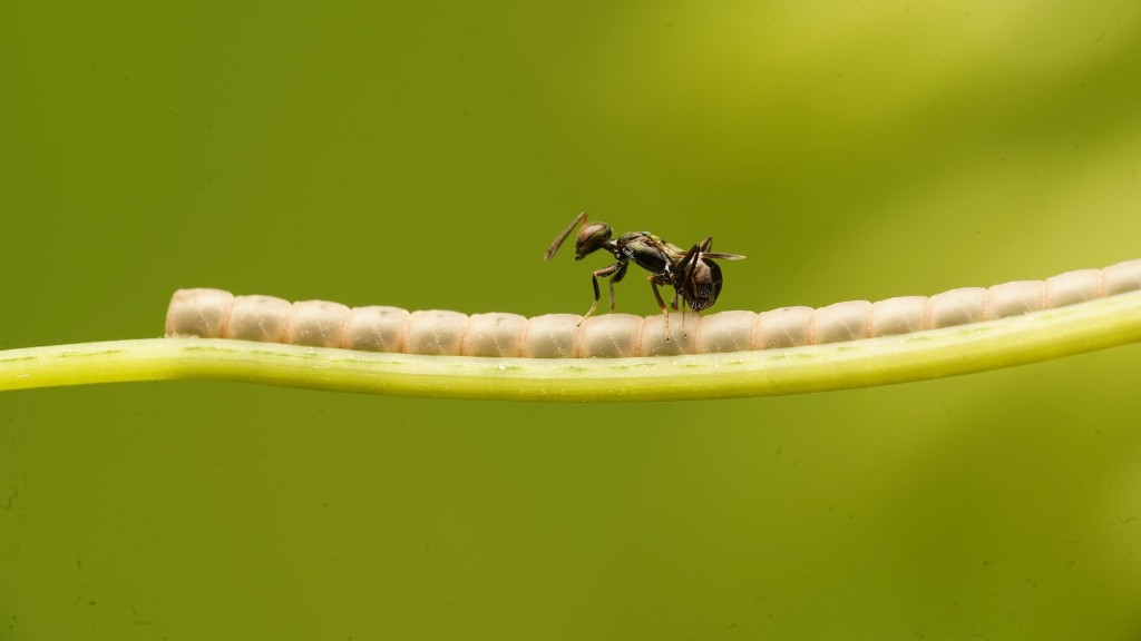 A Million Ants