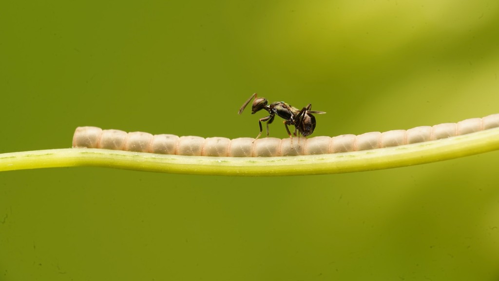 Can Female Ants Fly