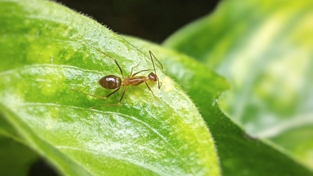 How To Get Rid Of Fire Ants Naturally