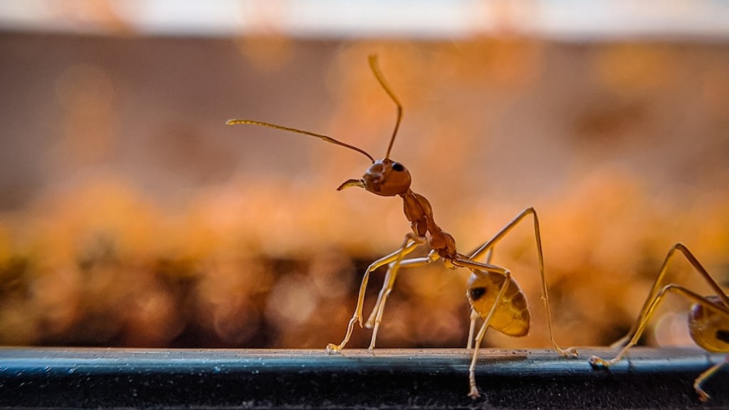 Do Ants Like Moisture