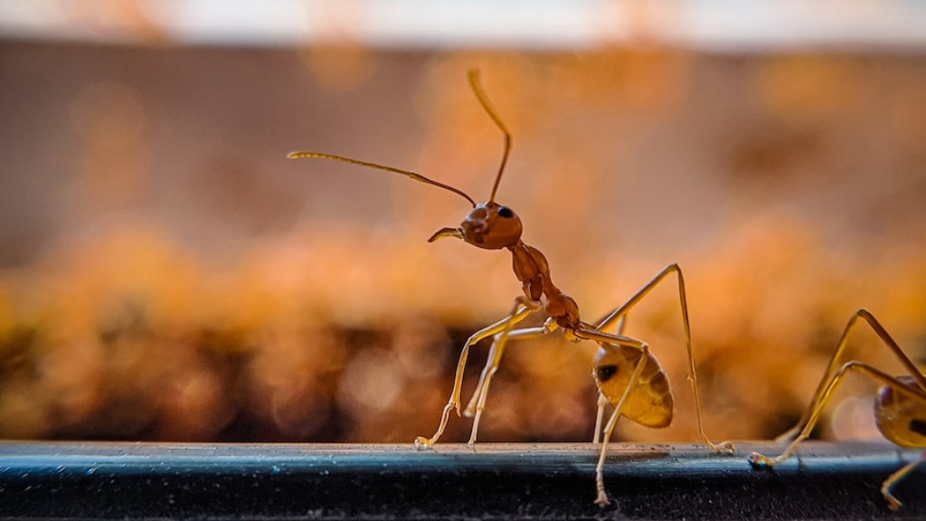 How to get rid of ants in your house?