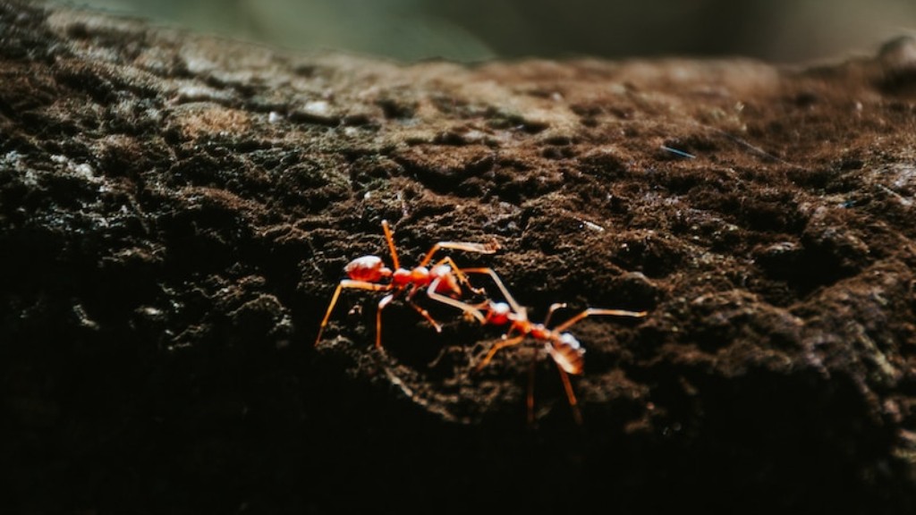 Τα μυρμήγκια ξυλουργών προκαλούν ζημιά