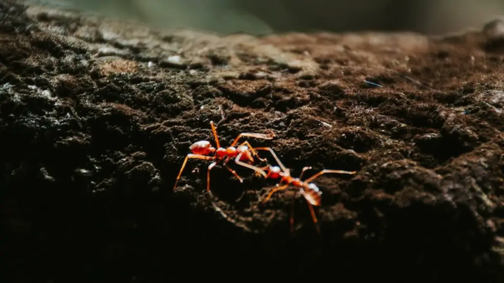 Do Flying Ants Lose Their Wings