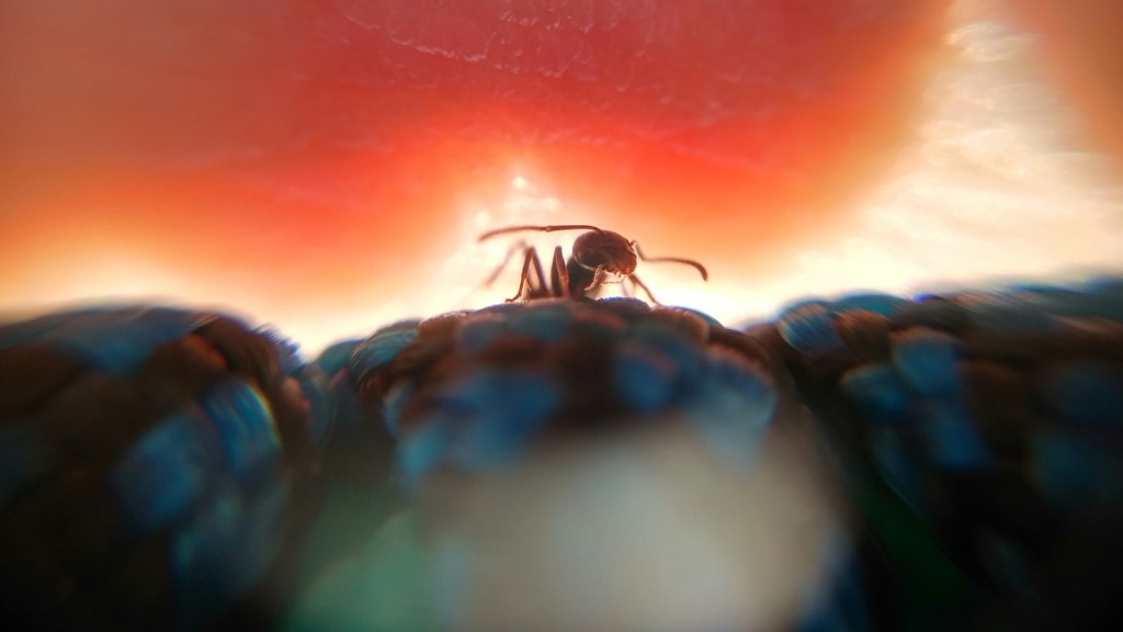 Wie kann man Ameisen töten?