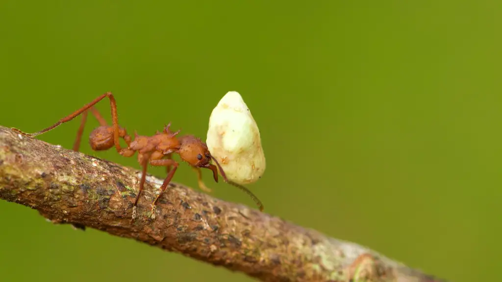 How Do Ants Defend Themselves