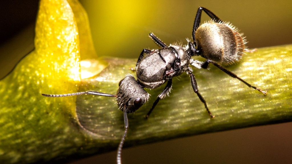 Do Ants Eat Flowers