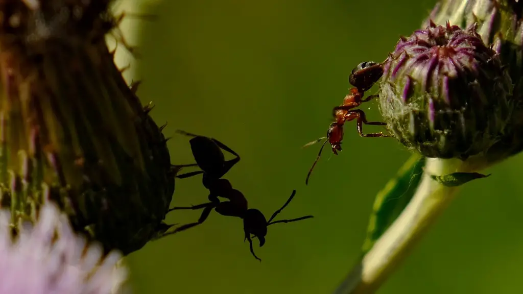 Do Flying Ants Lose Their Wings