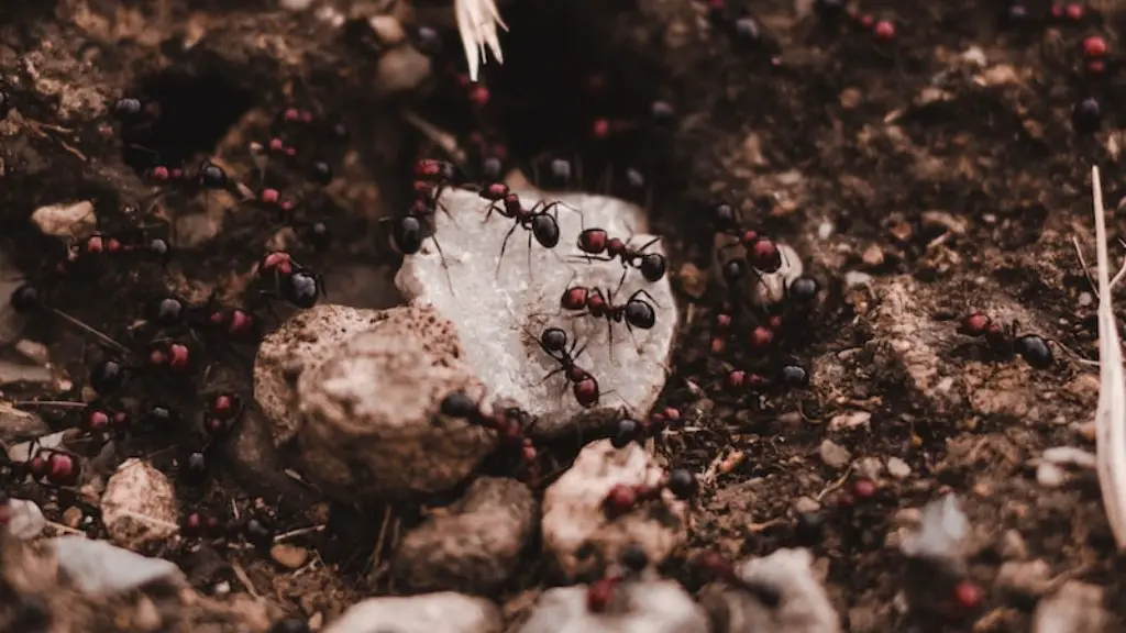 How does chytrid fungus affect grasshoppers?