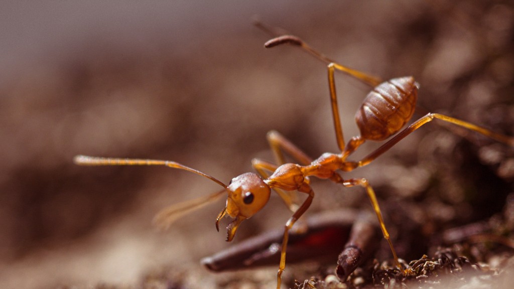 Are Ants More Active At Night